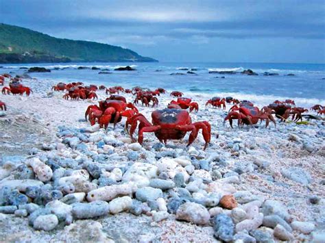 The perfect Christmas Island itinerary .